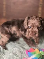 Willow, a female Cocker Spaniel for sale in Hardy, AR – 4 of 10