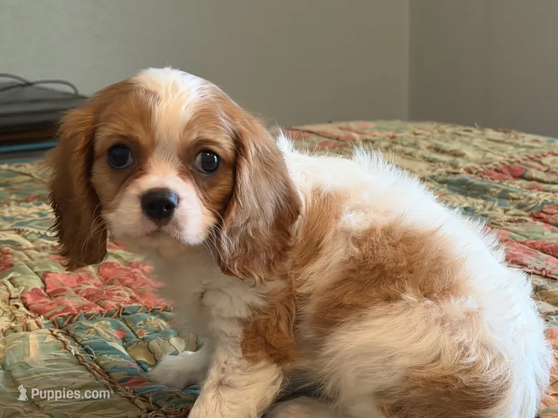 Stormy – Cavalier King Charles Spaniel puppy for sale in Hardy, AR