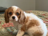 Stormy, a male Cavalier King Charles Spaniel for sale in Hardy, AR – 1 of 5