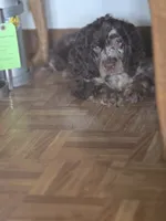 Mason, a male Cocker Spaniel for sale in Hardy, AR – 6 of 8