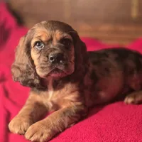 Dylan, a male Cocker Spaniel for sale in Hardy, AR – Photo 5 of 9
