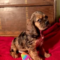 Dylan, a male Cocker Spaniel for sale in Hardy, AR – Photo 6 of 9