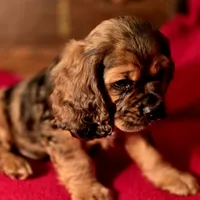 Dylan, a male Cocker Spaniel for sale in Hardy, AR – Photo 3 of 9