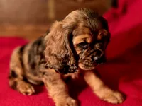 processed/90cf4e8e-6c9a-416f-af77-f1ec7d19d841/listing/c3d1d948-7e12-4a9d-9dc7-89f460b81967/3fce3e9f-c9e4-4fa5-b316-013ed83f6f85