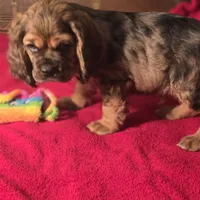 Dylan, a male Cocker Spaniel for sale in Hardy, AR – Photo 9 of 9