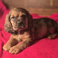 Dylan, a male Cocker Spaniel for sale in Hardy, AR – Photo 8 of 9