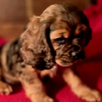 Dylan, a male Cocker Spaniel for sale in Hardy, AR – Photo 2 of 9
