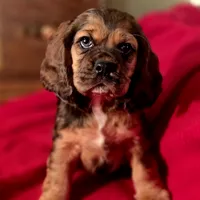 Dylan, a male Cocker Spaniel for sale in Hardy, AR – Photo 1 of 9