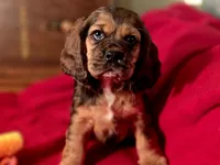 processed/90cf4e8e-6c9a-416f-af77-f1ec7d19d841/listing/c3d1d948-7e12-4a9d-9dc7-89f460b81967/98ffbd85-0c4a-4f88-bd4f-46616d03dff8