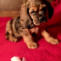 Dylan, a male Cocker Spaniel for sale in Hardy, AR – Photo 4 of 9