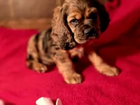 processed/90cf4e8e-6c9a-416f-af77-f1ec7d19d841/listing/c3d1d948-7e12-4a9d-9dc7-89f460b81967/b3f0d340-9099-4ebe-8289-e1cc12ddb162