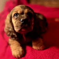 Dylan, a male Cocker Spaniel for sale in Hardy, AR – Photo 7 of 9