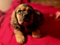 processed/90cf4e8e-6c9a-416f-af77-f1ec7d19d841/listing/c3d1d948-7e12-4a9d-9dc7-89f460b81967/edea855b-f01f-4ebe-be10-04e55a35a23e