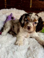 Sassy, a female Cocker Spaniel for sale in Hardy, AR – 3 of 9