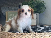 Lucy, a female Cavalier King Charles Spaniel for sale in Hardy, AR – 3 of 6