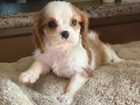 Lucy, a female Cavalier King Charles Spaniel for sale in Hardy, AR – 4 of 6