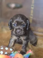 Kyson, a male Cocker Spaniel for sale in Hardy, AR – 9 of 10