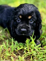 Happy, a female Cocker Spaniel for sale in Hardy, AR – 8 of 9