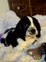 Pretty Boy, a male Cocker Spaniel for sale in Hardy, AR – 3 of 9