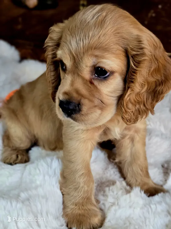 Buffy  – Cocker Spaniel puppy for sale in Hardy, AR