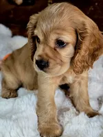 Buffy , a male Cocker Spaniel for sale in Hardy, AR – 1 of 9