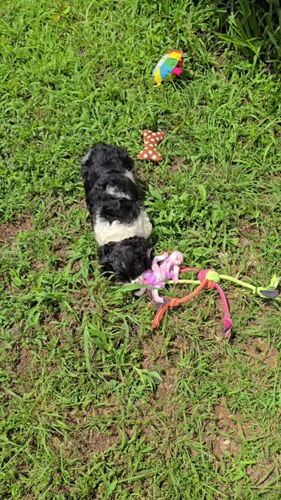 Panda, a female Cocker Spaniel for sale in Hardy, AR – 7 of 10