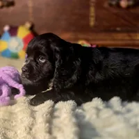 Sebastian, a male Cocker Spaniel for sale in Hardy, AR – Photo 4 of 8