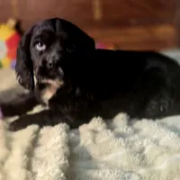 Sebastian, a male Cocker Spaniel for sale in Hardy, AR – Photo 3 of 8