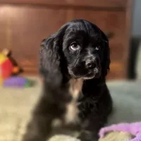 Sebastian, a male Cocker Spaniel for sale in Hardy, AR – Photo 7 of 8
