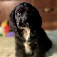 Sebastian, a male Cocker Spaniel for sale in Hardy, AR – Photo 1 of 8
