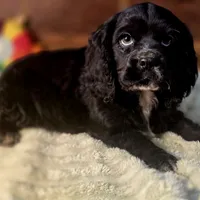 Sebastian, a male Cocker Spaniel for sale in Hardy, AR – Photo 5 of 8