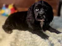 processed/90cf4e8e-6c9a-416f-af77-f1ec7d19d841/listing/c83e08a1-de86-4a3e-8d86-1bd1add16029/62efad57-98c4-4732-9ce5-f66b75107c80