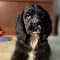 Sebastian, a male Cocker Spaniel for sale in Hardy, AR – Photo 8 of 8