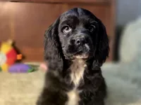 processed/90cf4e8e-6c9a-416f-af77-f1ec7d19d841/listing/c83e08a1-de86-4a3e-8d86-1bd1add16029/78b090e9-9881-46d1-8e0b-de63c92f8a8a