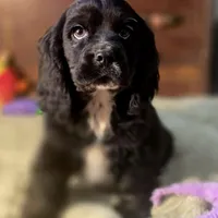 Sebastian, a male Cocker Spaniel for sale in Hardy, AR – Photo 6 of 8