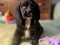 processed/90cf4e8e-6c9a-416f-af77-f1ec7d19d841/listing/c83e08a1-de86-4a3e-8d86-1bd1add16029/bda20423-899b-4a52-bc3a-119b9030e077