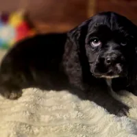 Sebastian, a male Cocker Spaniel for sale in Hardy, AR – Photo 2 of 8