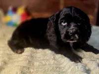 processed/90cf4e8e-6c9a-416f-af77-f1ec7d19d841/listing/c83e08a1-de86-4a3e-8d86-1bd1add16029/c5aee8fd-934c-4c5d-b75f-dc18c6147346