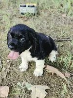 Flashy, a female Cocker Spaniel for sale in Hardy, AR – 1 of 10
