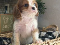 Lana, a female Cavalier King Charles Spaniel for sale in Hardy, AR – 4 of 8