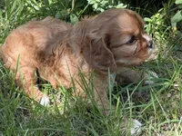 June, a female Cavalier King Charles Spaniel for sale in Hardy, AR – 2 of 6