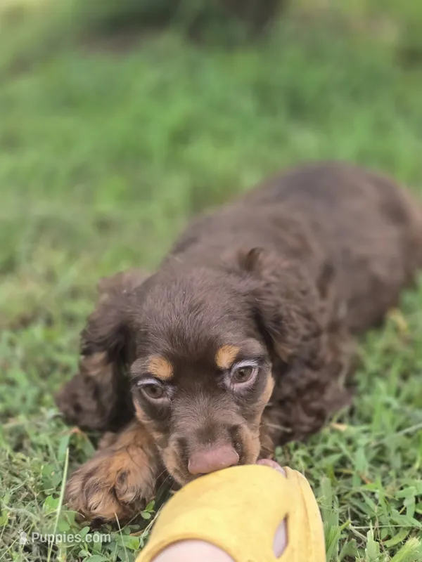 Cocoa – Cocker Spaniel puppy for sale in Hardy, AR