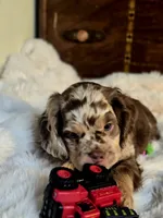 Major, a male Cocker Spaniel for sale in Hardy, AR – 6 of 9