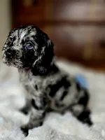 Laddy, a male Cocker Spaniel for sale in Hardy, AR – 3 of 9