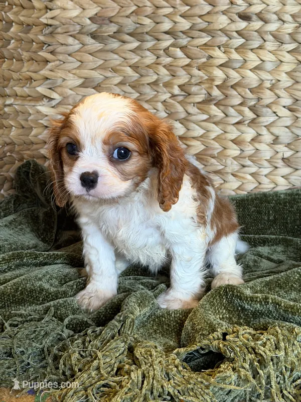 Jojo – Cavalier King Charles Spaniel puppy for sale in Hardy, AR