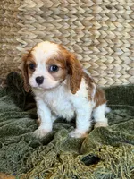 Jojo, a female Cavalier King Charles Spaniel for sale in Hardy, AR – 1 of 5