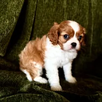 Daisy, a female Cavalier King Charles Spaniel for sale in Hardy, AR – Photo 2 of 5