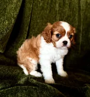 Daisy, a female Cavalier King Charles Spaniel for sale in Hardy, AR – Photo 2 of 5