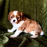 Daisy, a female Cavalier King Charles Spaniel for sale in Hardy, AR – Photo 5 of 5