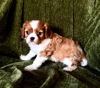 Daisy, a female Cavalier King Charles Spaniel for sale in Hardy, AR – Photo 5 of 5
